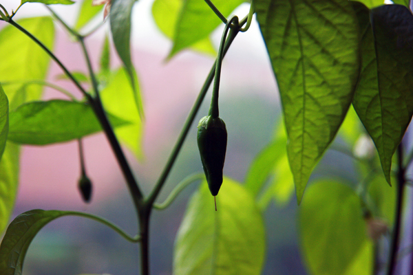 Pimientos de padron planterne begynder at give frugt